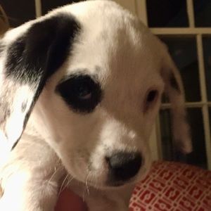 Meet your Posher, Etta